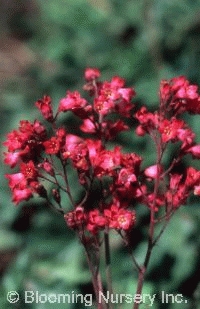 Heuchera x brizoides 'Pluie de Feu'               